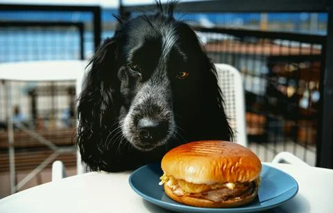Cute spaniel eats burger sitting at table in cafe. Animal theme. Cute animals Stock Photos