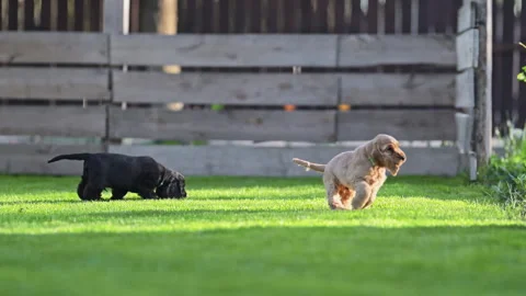 Cute spaniel puppies chasing each other outdoors, joyful and energetic scene Stock Footage 334131550
