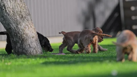 Cute spaniel puppies having fun outdoors, innocence and friendship, 4K slow Stock Footage 326326410