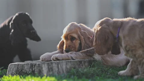 Cute spaniel puppies having fun near family home Stock Footage 326824589
