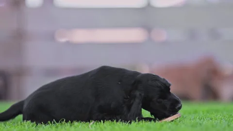 Cute spaniel puppies having fun together outdoors, sunny garden scene, 4K slow Stock Footage 334129828
