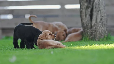 Cute spaniel puppies playing together on grass, joyful energy, 4K slow motion Stock Footage 334130646