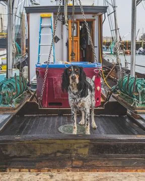 Cute Spaniel standing on the deck of a fishing trawler on foggy day Stock Photos