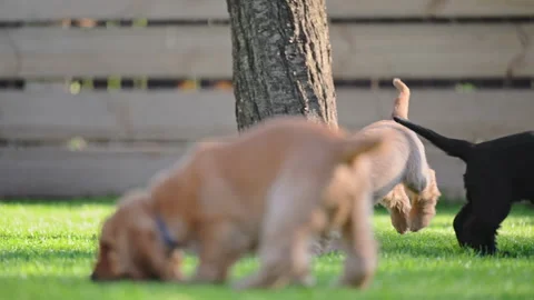 Cute spaniels in backyard captured in 4K slow motion. Stock Footage 317193506