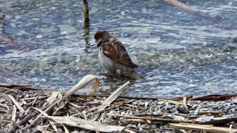 Cute sparrow bathing in water Video stock 237156031