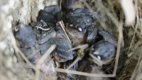Cute sparrow chicks Video stock 194644543