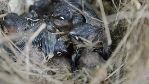Cute sparrow chicks in the nest Stock-Footage 194645045