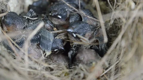 Cute sparrow chicks in the nest Video stock 194645293