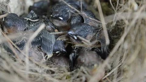 Cute sparrow chicks in the nest Stock-Footage 194645585