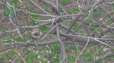 A cute sparrow ,cleans its feathers. 스톡 동영상 22926860