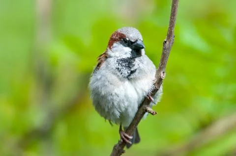 Cute sparrow Stock Photos