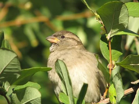 Cute sparrow Stock Photos