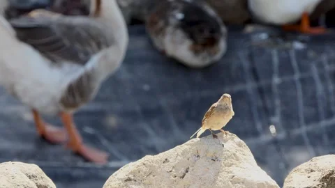 Cute sparrow  in the public park Stock Footage 250282103