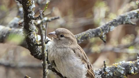 Cute sparrow on tree branch Stock Footage 237015049