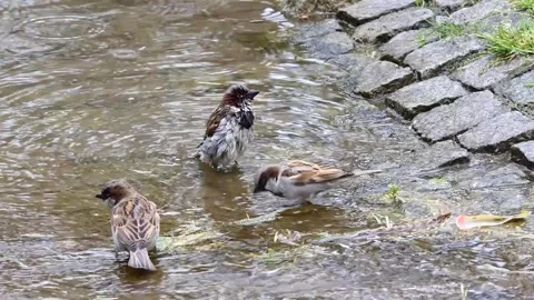 Cute sparrows bathing in the pond Video stock 240402281