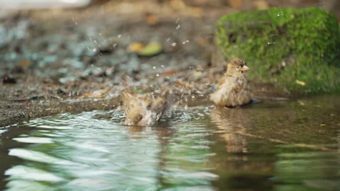 Cute Sparrows Bathing in Water Puddle in Natural Outdoor Setting Stock Footage 334126434