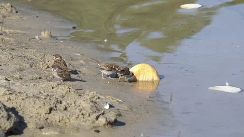 Cute Sparrows Eating Bread Crust on the Sandy River Bank Stock Footage 343854213
