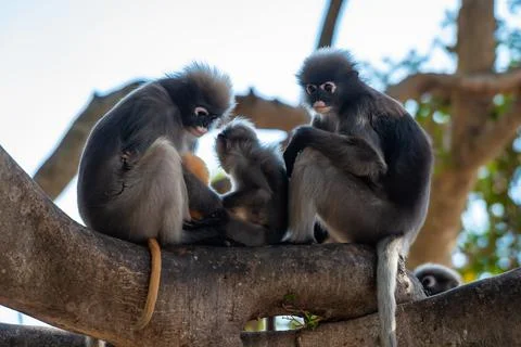 Cute spectacled langur sitting on the tree in the forest of Thailand.. Stock Photos