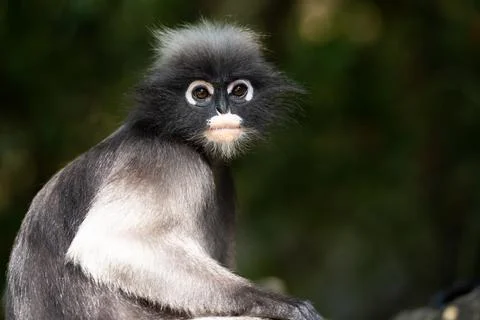 Cute spectacled langur sitting on the tree looking at camera in the forest of Stock Photos