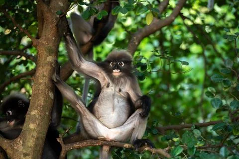Cute spectacled langur sitting on the tree in the forest of Thailand.. Stock Photos