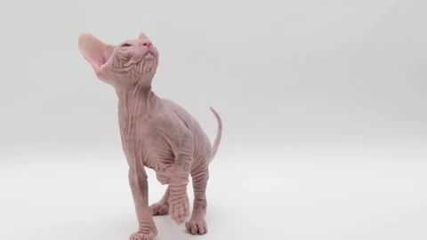 Cute sphinx kitten on a light background Video stock 255924201