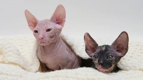 Cute sphinx kitten on a light background Stockbeeldmateriaal 255924749