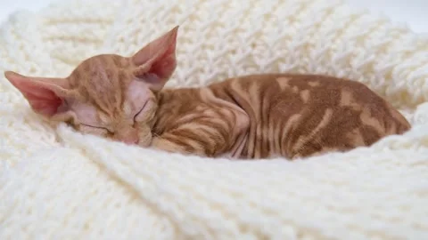 Cute sphinx kitten on a light background 스톡 동영상 255925047