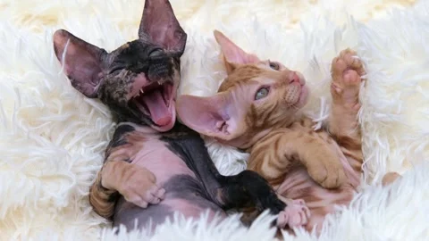 Cute sphinx kitten on a light background Stock Footage 255925332