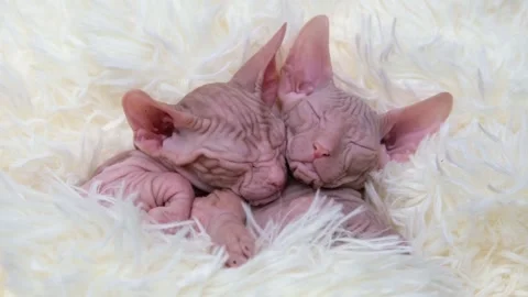 Cute sphinx kitten on a light background Stock Footage 255925334