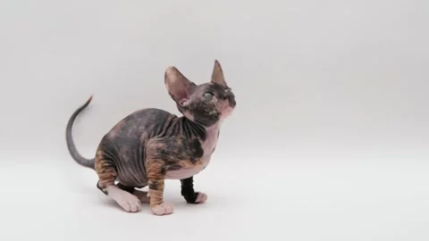 Cute sphinx kitten on a light background Stock-Footage 257665127