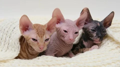 Cute sphinx kitten on a light background Vídeo Stock 257666373