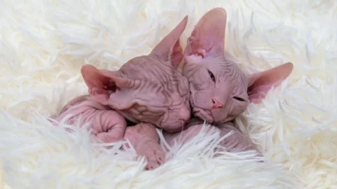 Cute sphinx kitten on a light background 動画素材 257666633