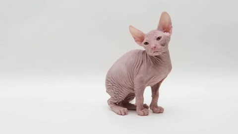 Cute sphinx kitten on a light background Stock-Footage 266682737