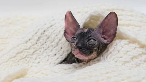 Cute sphinx kitten on a light background Stock Footage 266683569