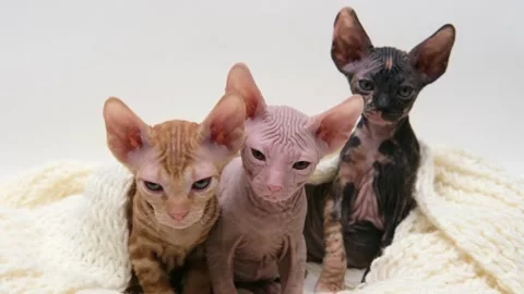 Cute sphinx kitten on a light background Vidéo 266683718