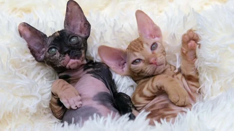 Cute sphinx kitten on a light background 動画素材 266684069