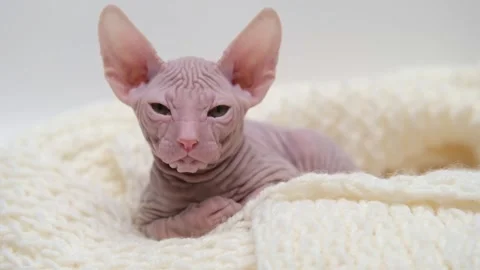 Cute sphinx kitten on a light background Stockbeeldmateriaal 268409619