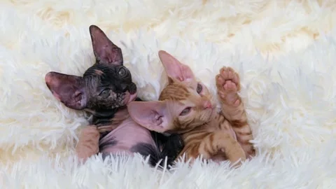 Cute sphinx kitten on a light background Video stock 268409859