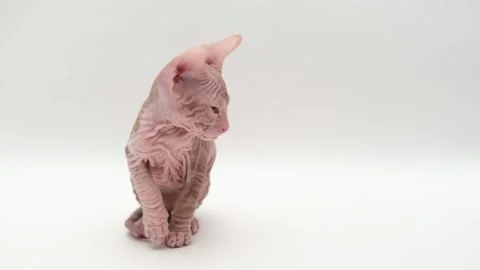 Cute sphinx kitten on a light background Stock Footage 268409938