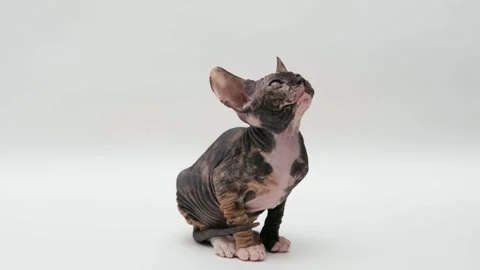 Cute sphinx kitten on a light background Video stock 268793551
