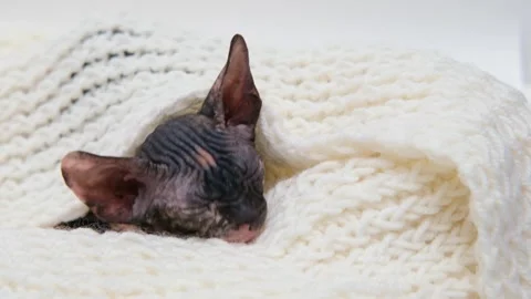 Cute sphinx kitten on a light background Video stock 268793800