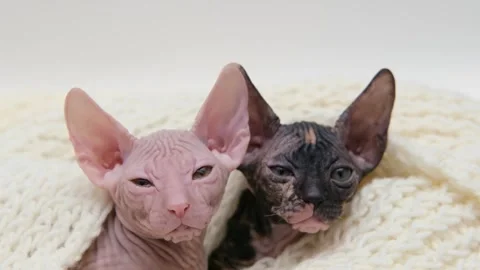 Cute sphinx kitten on a light background Video stock 268794156