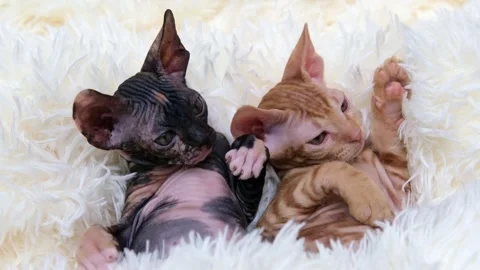 Cute sphinx kitten on a light background Video stock 268794989