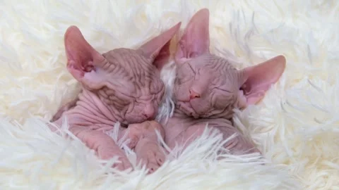 Cute sphinx kitten on a light background Video stock 268795277