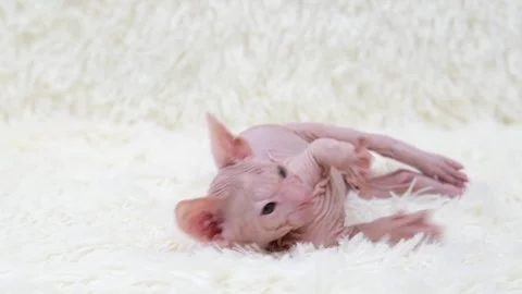 Cute sphinx kitten on a light background Stock Footage 269867410