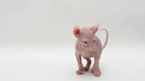Cute sphinx kitten on a light background Stock-Footage 269867473