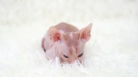 Cute sphinx kitten on a light background Video stock 269867627