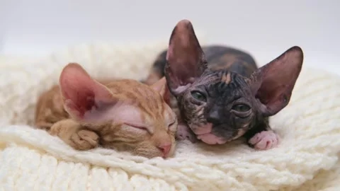 Cute sphinx kitten on a light background 스톡 동영상 269867788