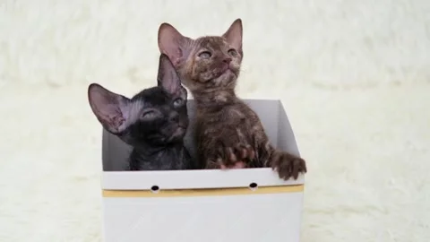 Cute sphinx kitten on a light background Stock-Footage 269867931