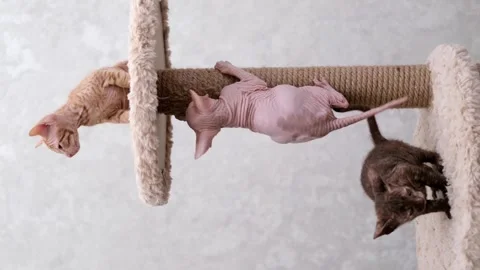 Cute sphinx kitten on a light background Stock-Footage 269868243